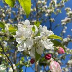 Okrasná jabloň (Malus) ´EVERESTE´ - výška 450-500 cm, kont. C110L